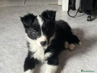 Border Collie perros Border collie - Anuncio 28