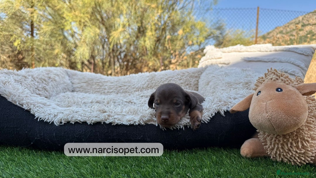 Teckel Miniatura perros en venta: TECKEL MINIATURA - Imagen 1