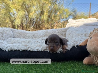 Teckel Miniatura perros - Anuncio 6