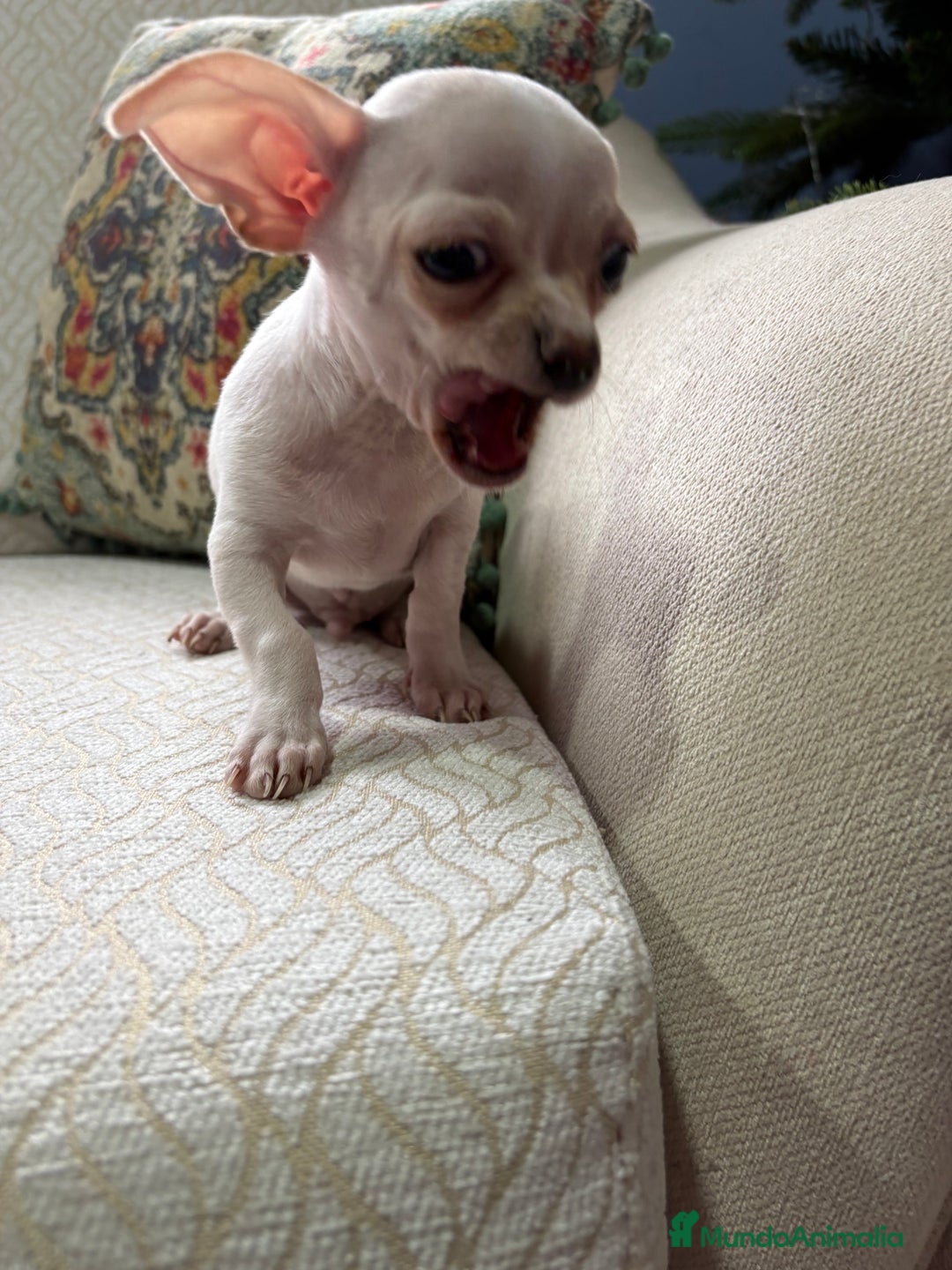 Chihuahua perros en venta: Chihuahua Toy macho blanco  - Anuncio 11