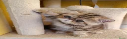 Exótico de Pelo Corto gatos en venta: GATA BROWN PATCHED TABBY - Anuncio 2