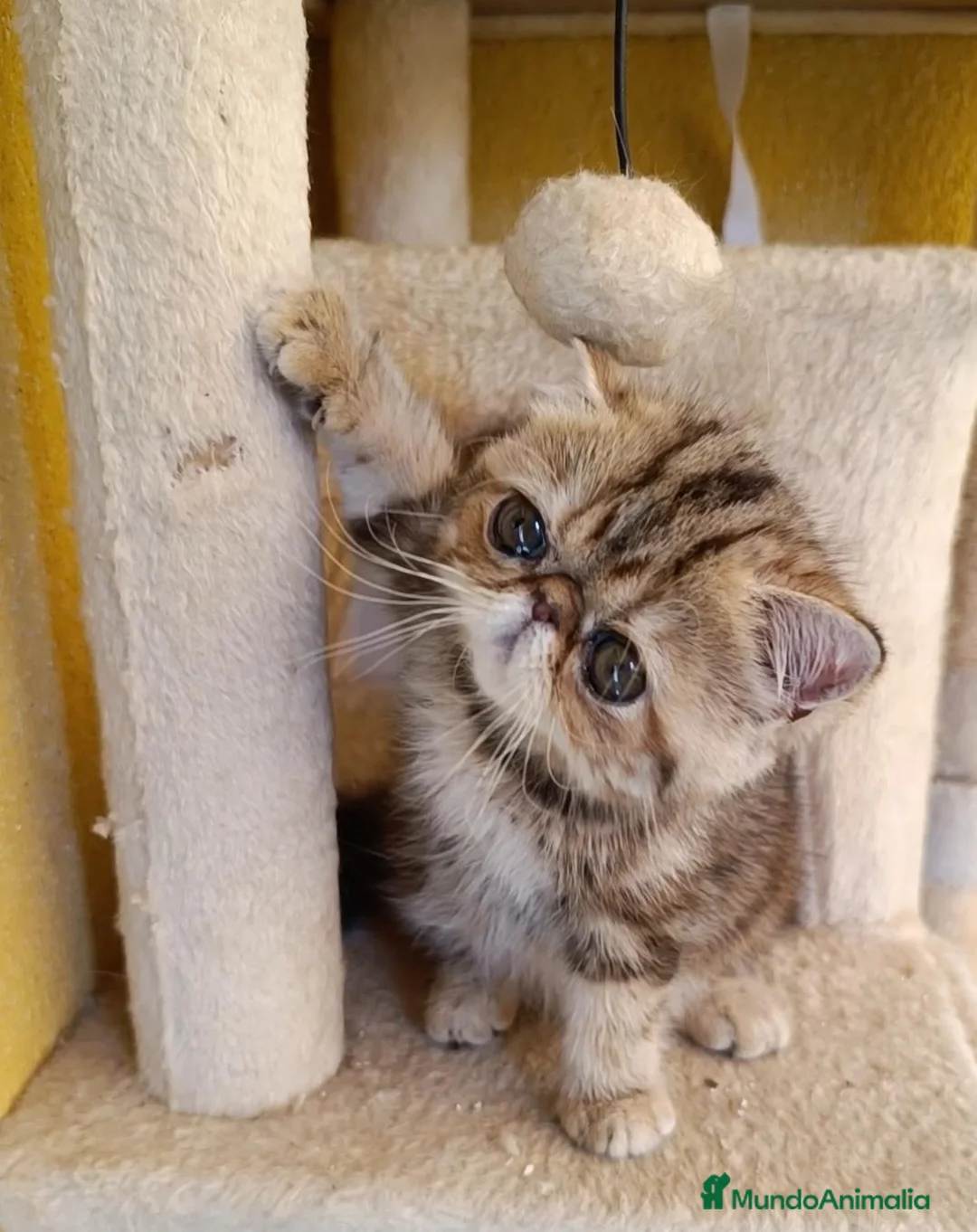 Exótico de Pelo Corto gatos en venta: GATA BROWN PATCHED TABBY - Anuncio 2