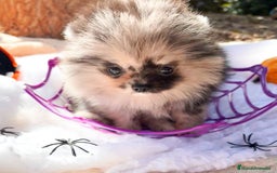 Pomerania perros en venta: Pomerania Merle Exótico Toy - Imagen 3