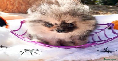 Pomerania perros - Anuncio 7
