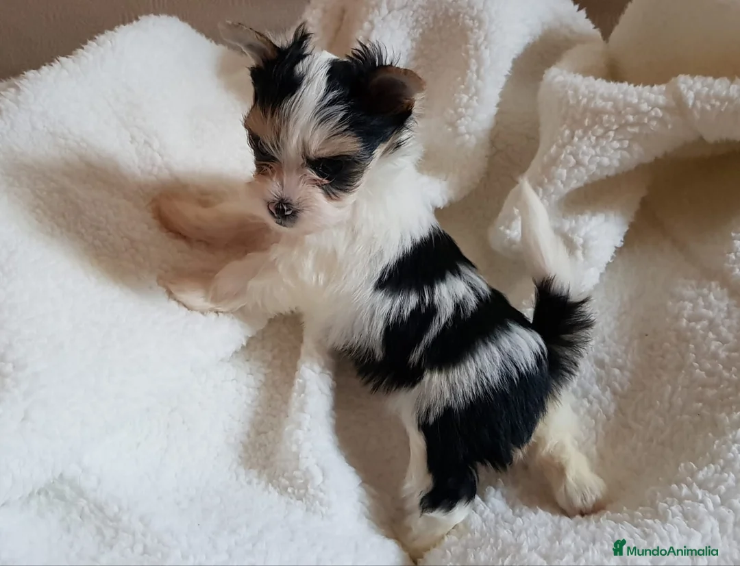 Biewer Yorkshire Terrier a la Pom Pon perros en venta: Biewer - Anuncio 2