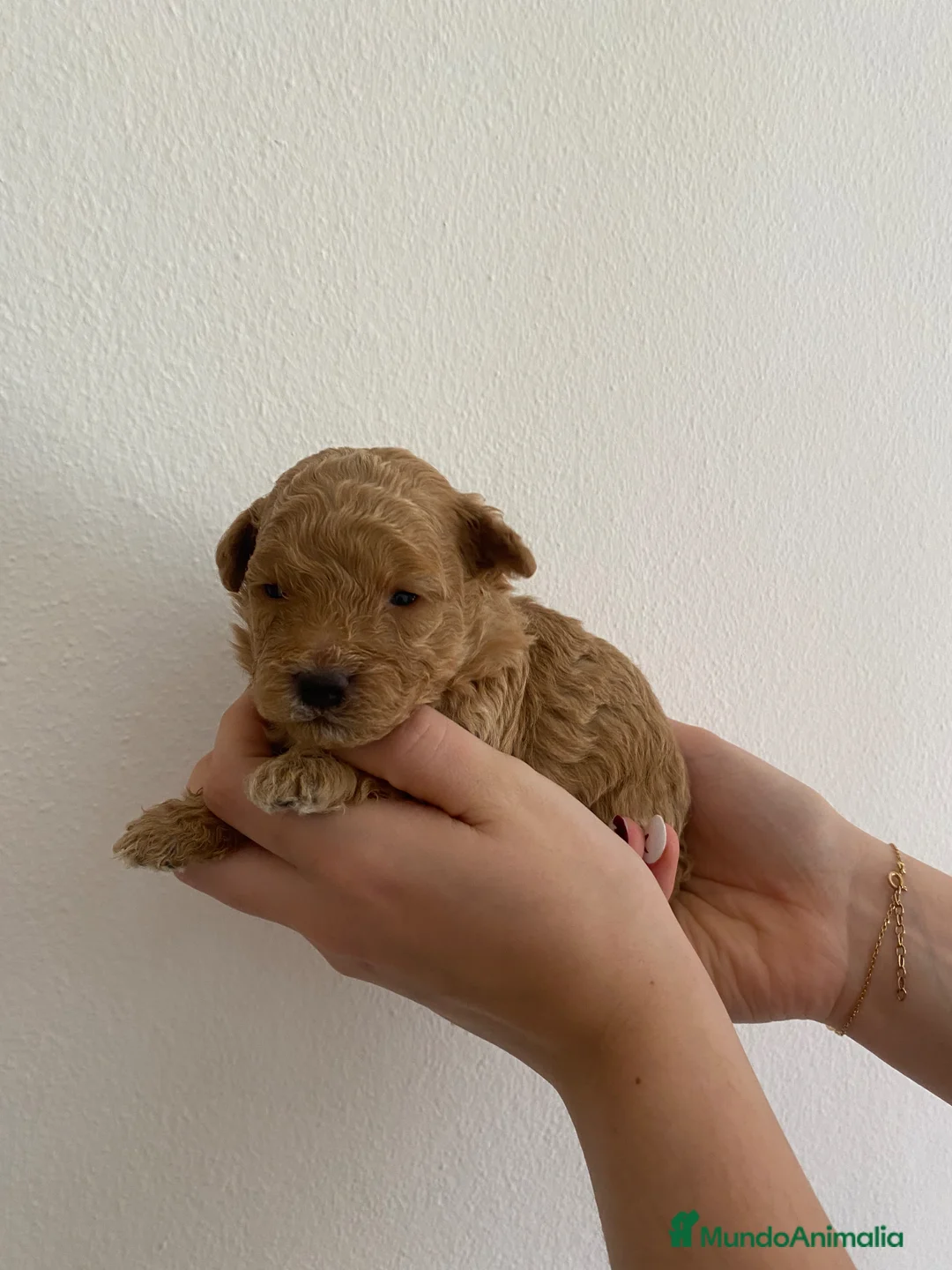 Caniche Enano perros en venta: Caniche Enano - Anuncio 2