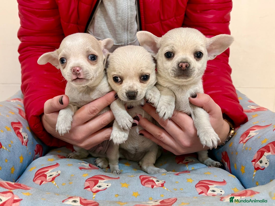 Chihuahua perros en venta: Cachorros chihuahuas color blanco y crema - Anuncio 5