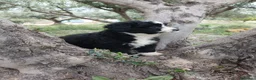 Perro de Agua Español perros en venta: 🐾 CACHORROS DE PERRO DE AGUA ESPAÑOL 🐾 - Anuncio 9