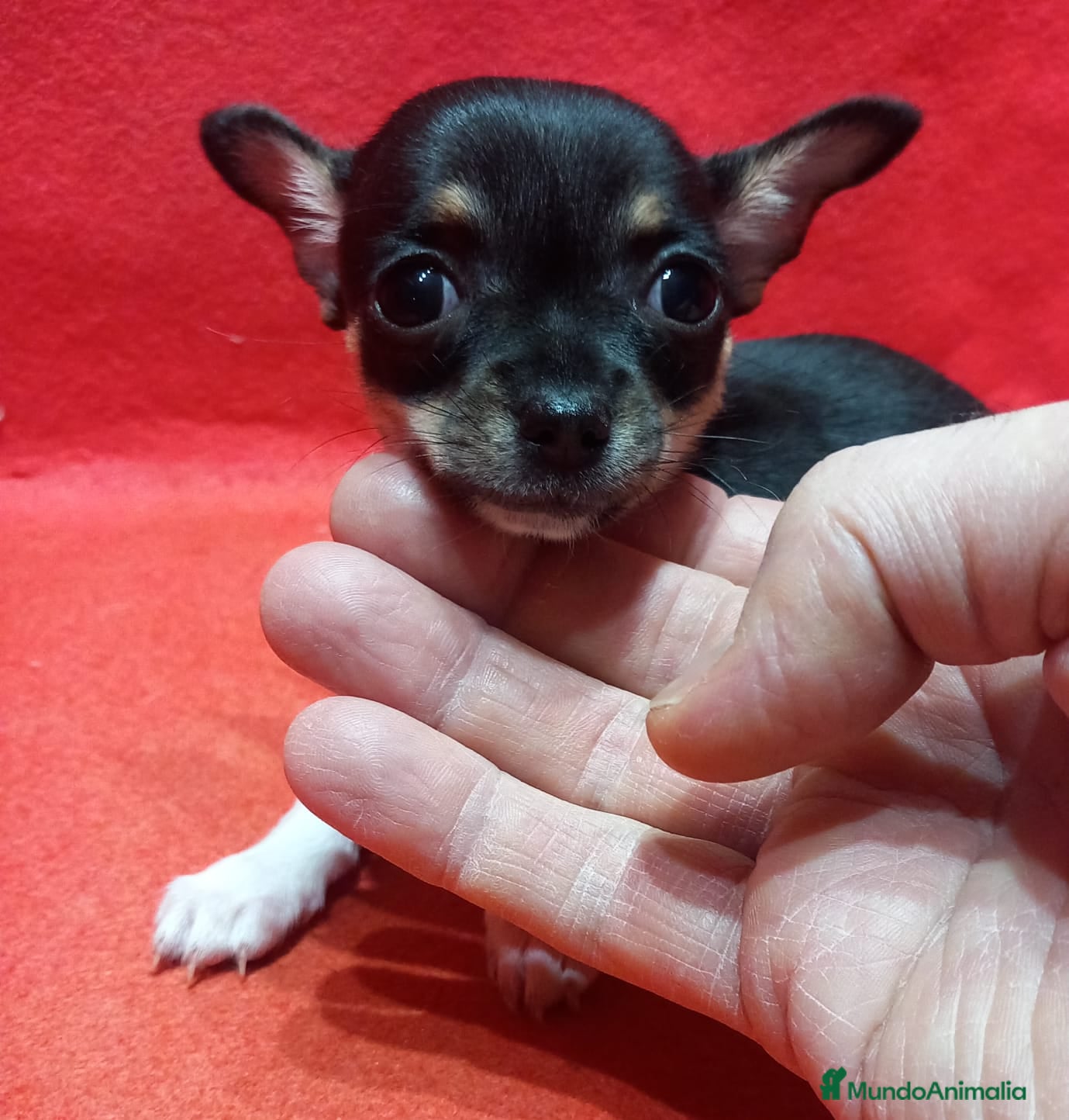 Chihuahua perros Hembra de chihuahua toy  - Anuncio 2