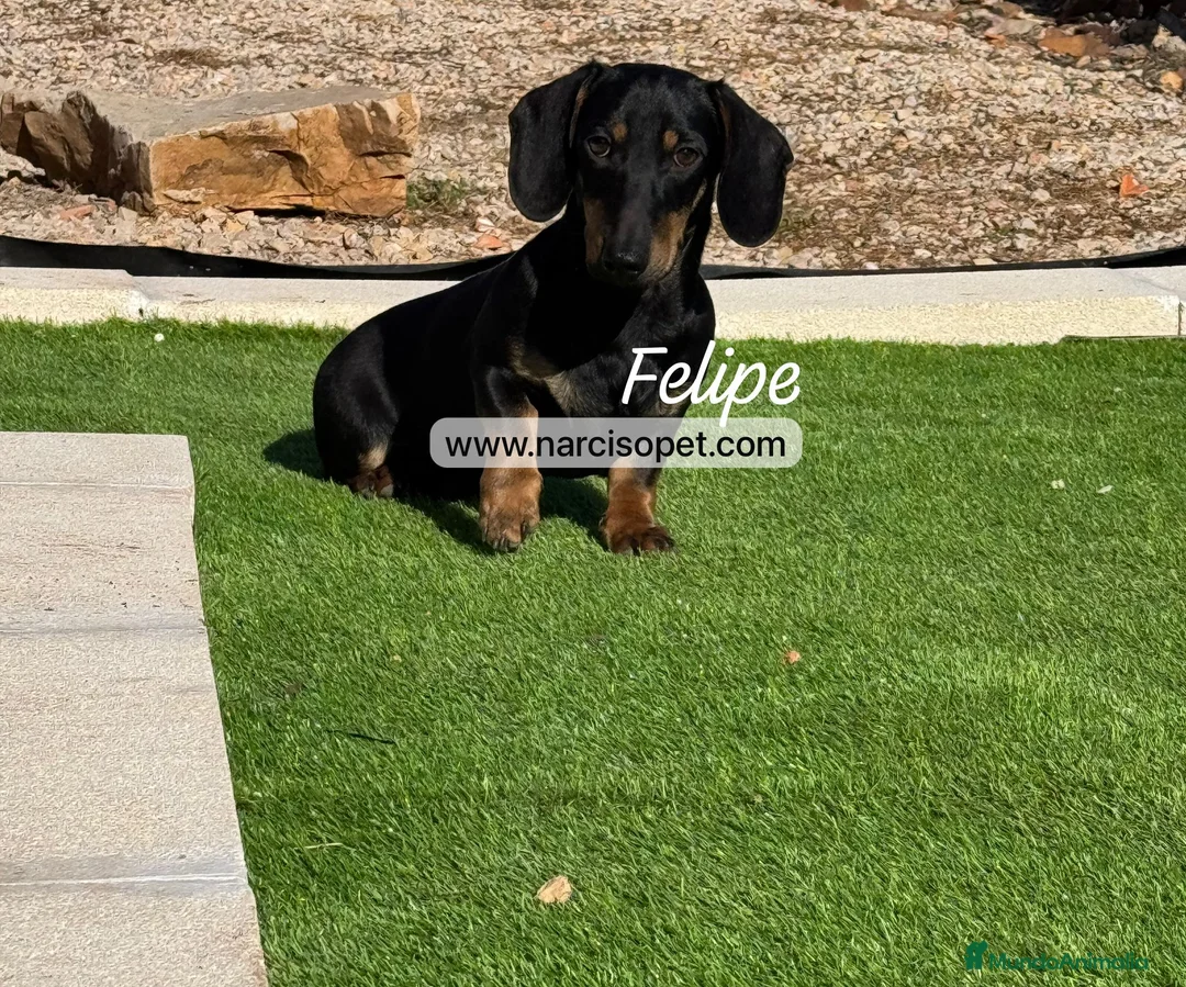 Teckel Miniatura perros en venta: TECKEL 4 MESES NEGRO FUEGO - Anuncio 2