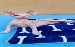 Sphynx gatos en venta: Preciosa hembrita ojos claros  - Imagen 6