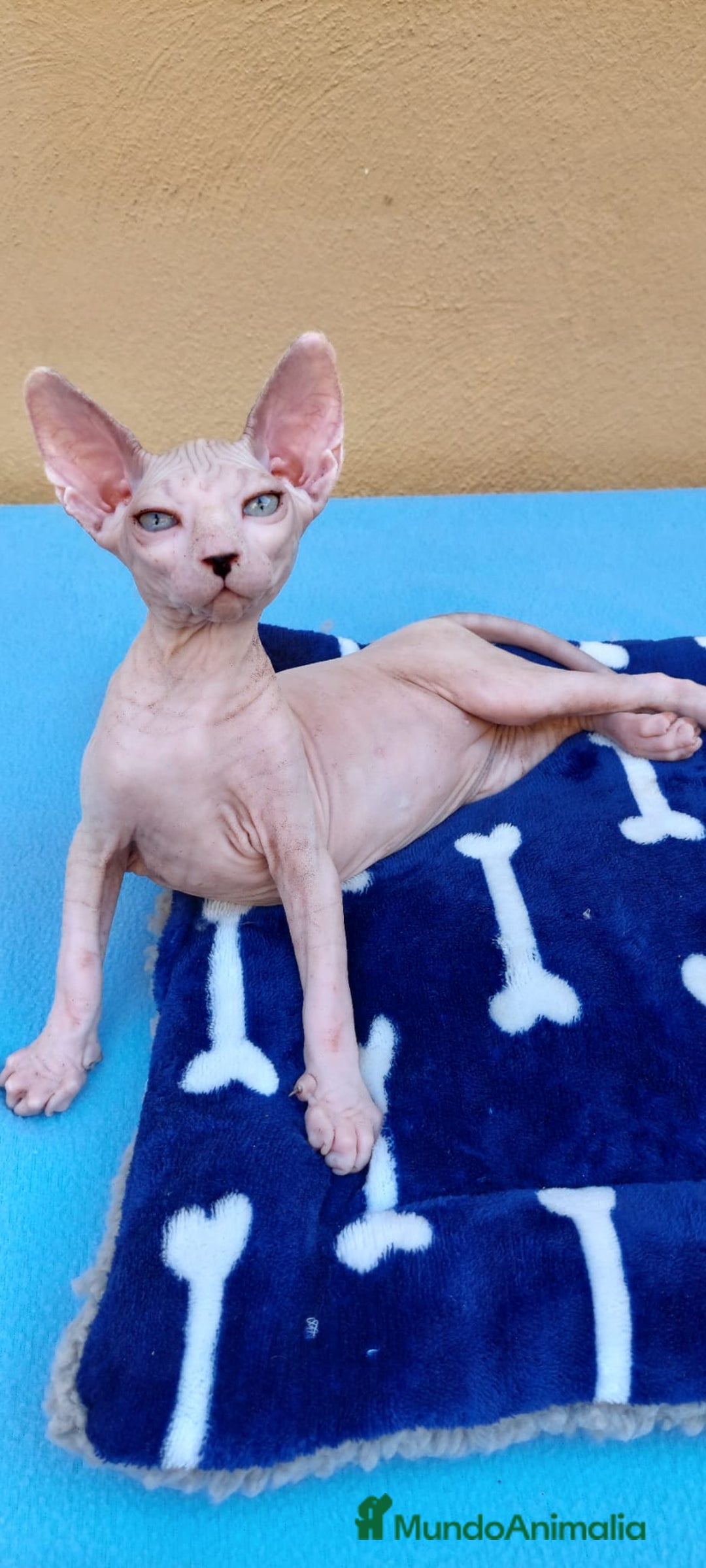 Sphynx gatos en venta: Preciosa hembrita ojos claros  - Imagen 6
