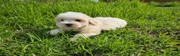 Bichón Maltés perros en venta: Bichon maltés precio real - Anuncio 5