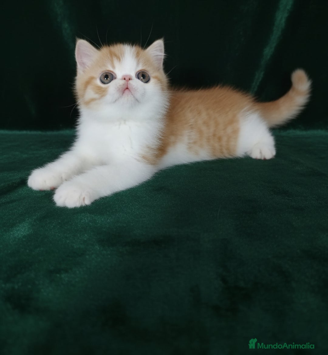 Exótico de Pelo Corto gatos en venta: 🐯 EXOTIC SHORTHAIR RED TABBY & WHITE - Imagen 4