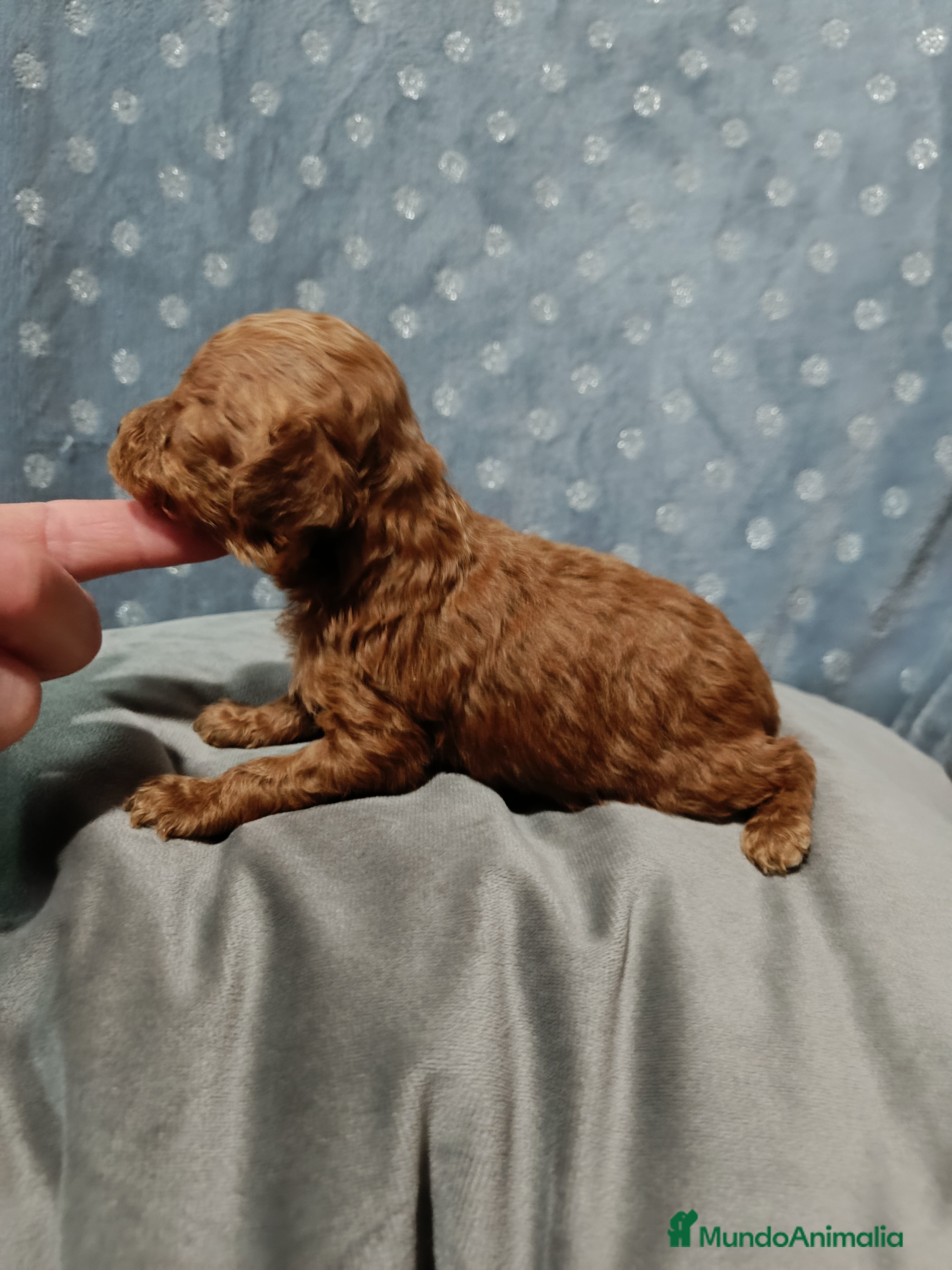 Caniche Toy perros Caniche toy  - Anuncio 2