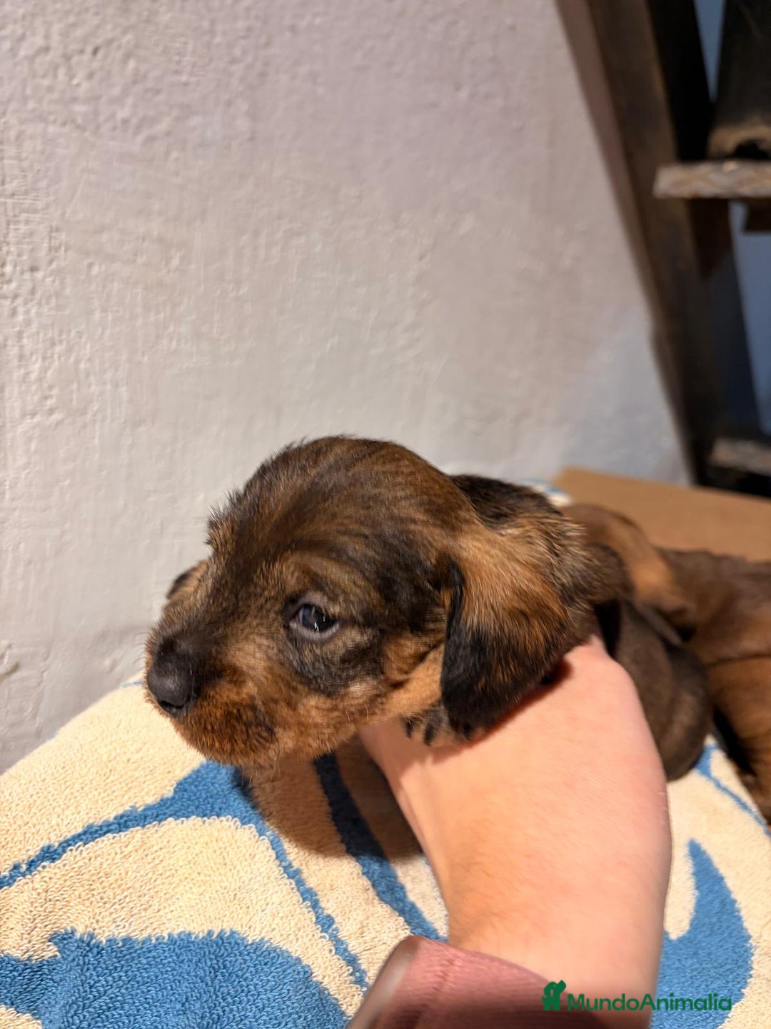 Teckel perros en venta: Excelente camada Teckel disponible  - Anuncio 2