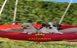 Chihuahua perros en venta: Chihuahua  - Imagen 4