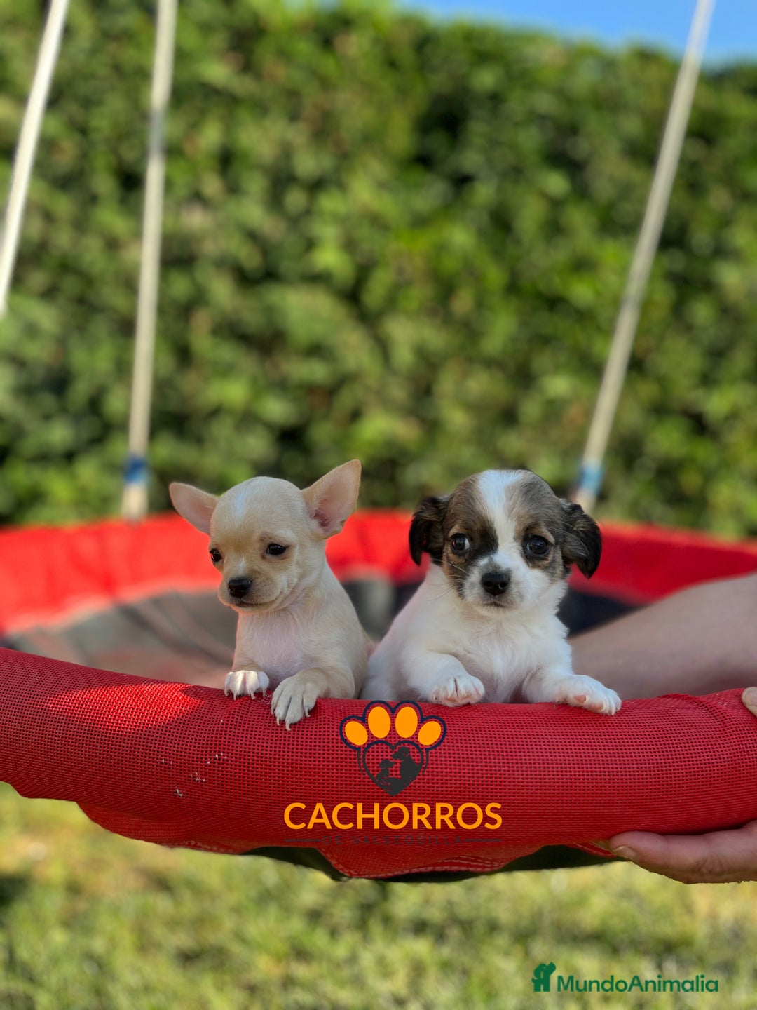 Chihuahua perros en venta: Chihuahua  - Imagen 4