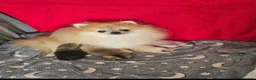 Pomerania perros en venta: HEMBRITA POMERANIA  - Anuncio 4