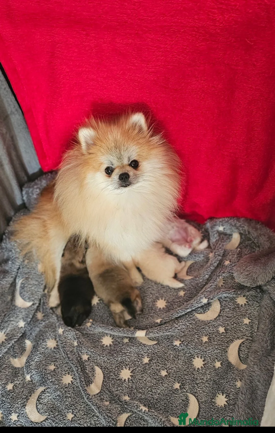 Pomerania perros en venta: HEMBRITA POMERANIA  - Anuncio 4