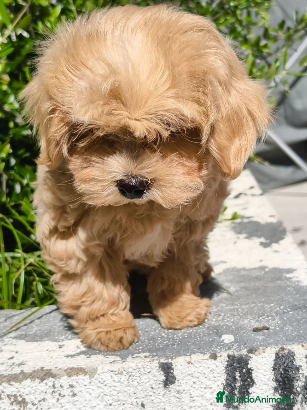 Maltipoo perros en venta: Maltipoo apricot  - Anuncio 2