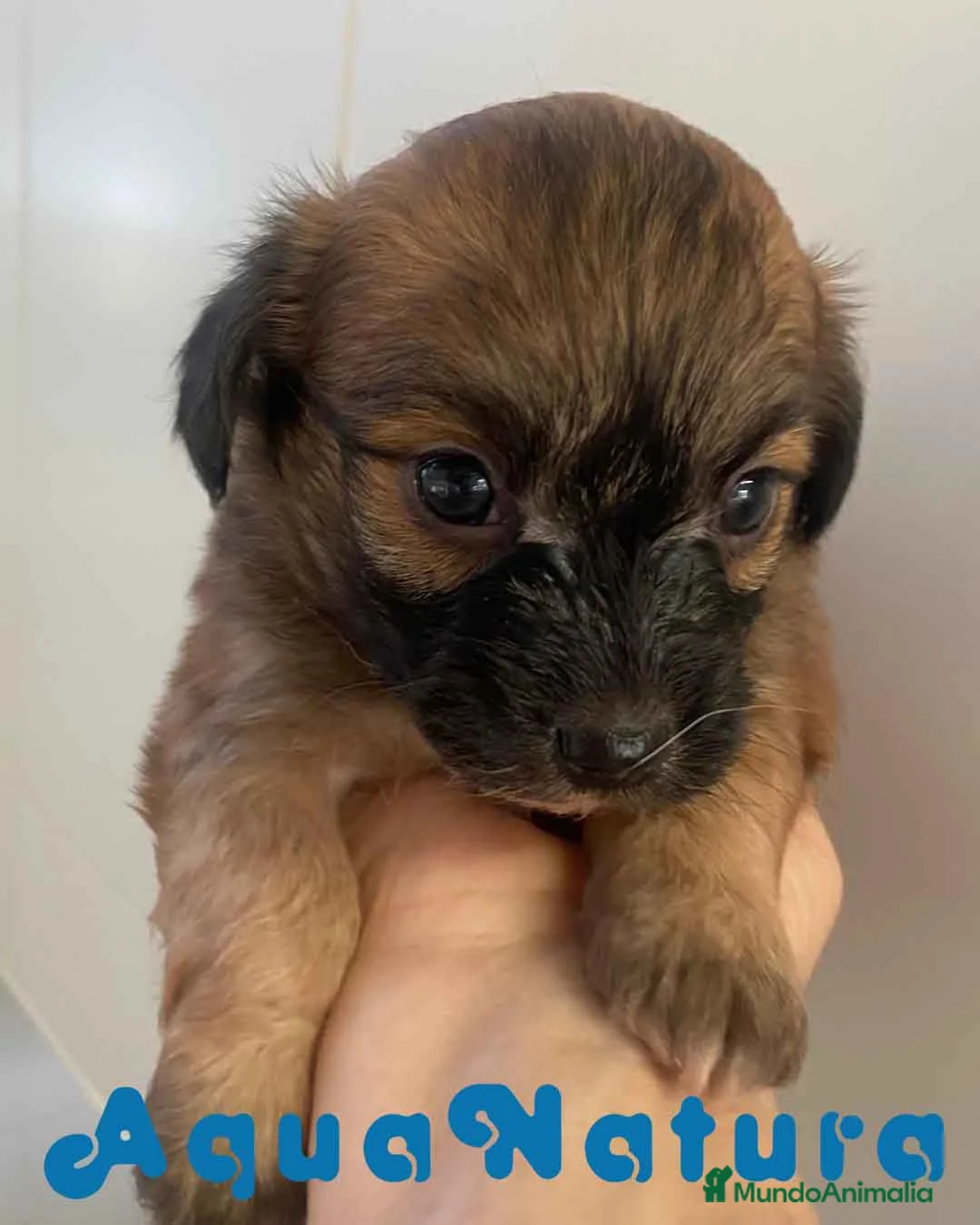 Chihuahua perros en venta: Chihuahua Macho 1 de Reina y Choc AQUANATURA - Anuncio 2