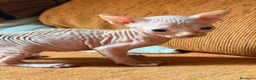 Sphynx gatos para monta: Último Sphynx blanco de la camada - Anuncio 2