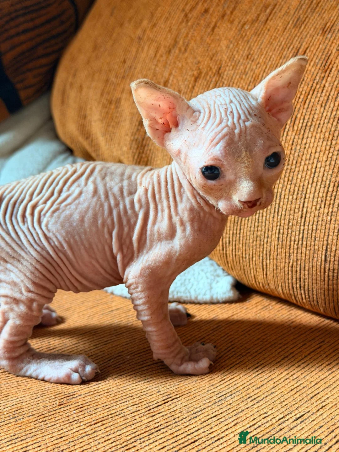 Sphynx gatos para monta: Último Sphynx blanco de la camada - Anuncio 2