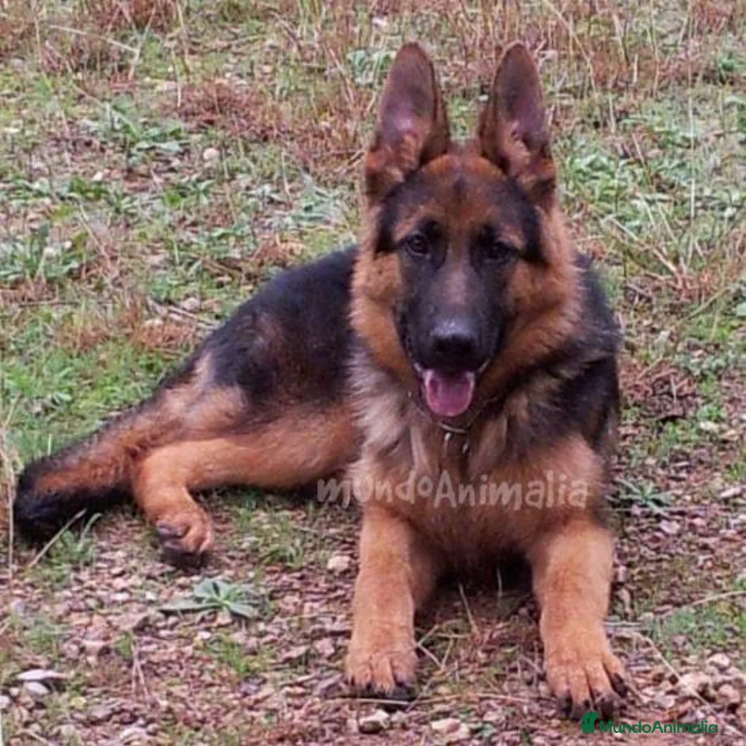 Imagen de galería {{count}}