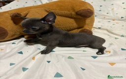Chihuahua perros en venta: Chihuahua toy blue - Imagen 12