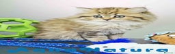 Británico de Pelo Largo gatos en venta: Scottish Straight Longhair Hembra 1852 AQUANATURA - Anuncio 1