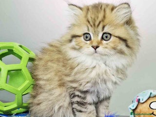 Británico de Pelo Largo gatos - Anuncio 6