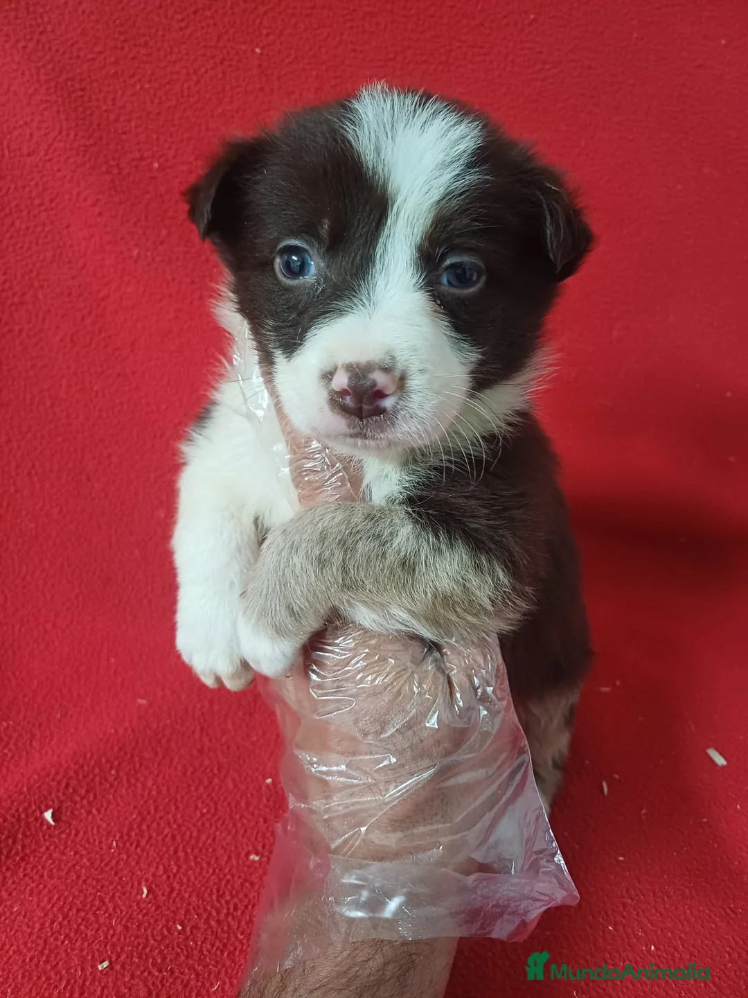 Border Collie perros en venta: Border Collie Chocolate  - Anuncio 1