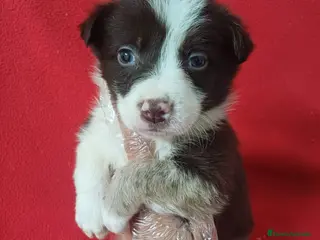 Border Collie perros Border Collie Chocolate - Anuncio 1