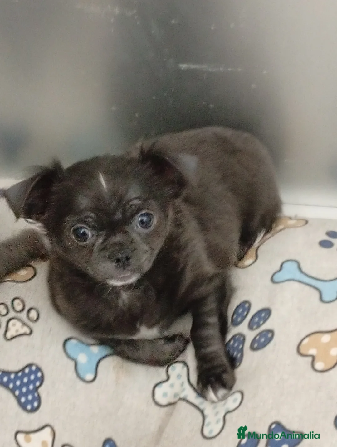 Chihuahua perros en venta: Chihuahuas blue linea rusa - Anuncio 2