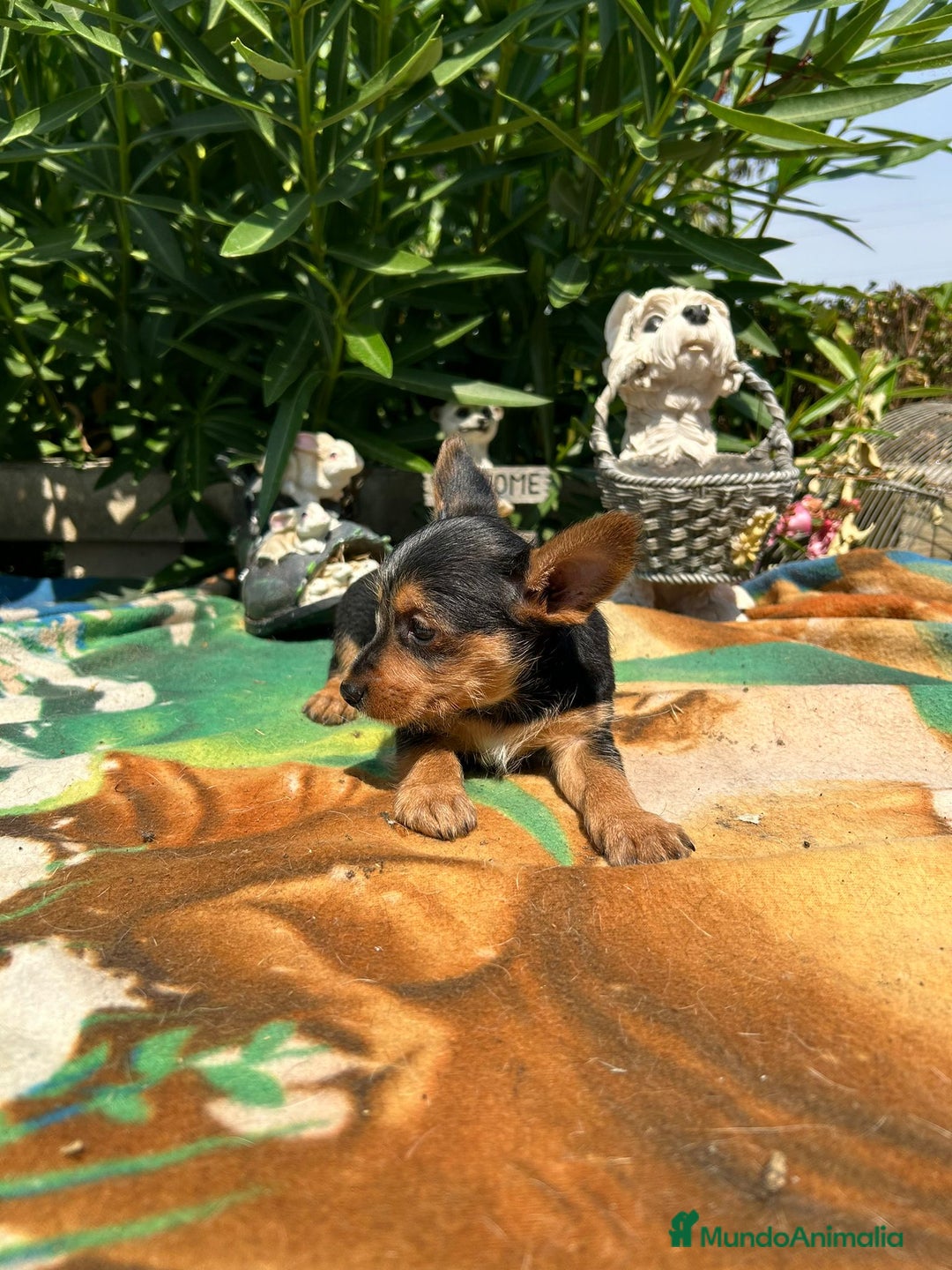 Raza Mixta perros en venta: Mix de yorkshire y chihuhua  - Imagen 3