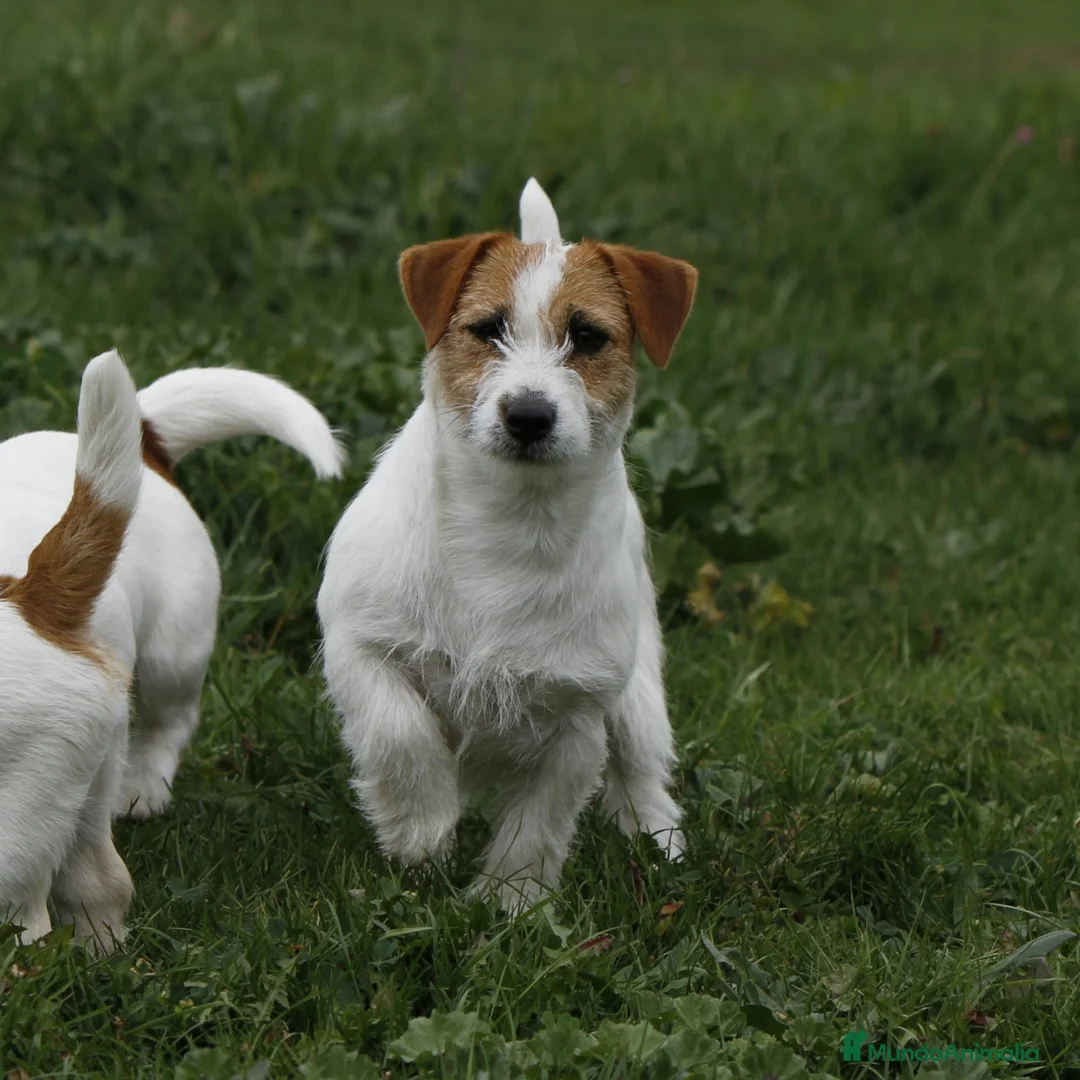 Imagen de galería {{count}}