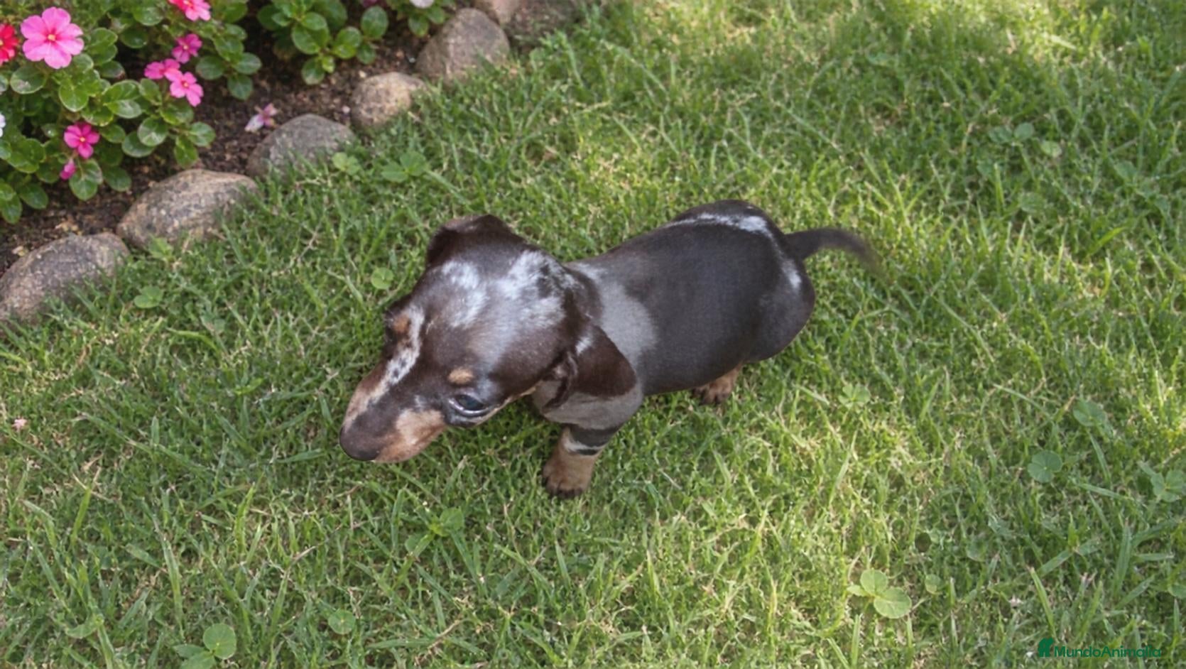 Teckel Miniatura perros TECKEL HEMBRITA MINIATURA ARLEQUIN  - Anuncio 16