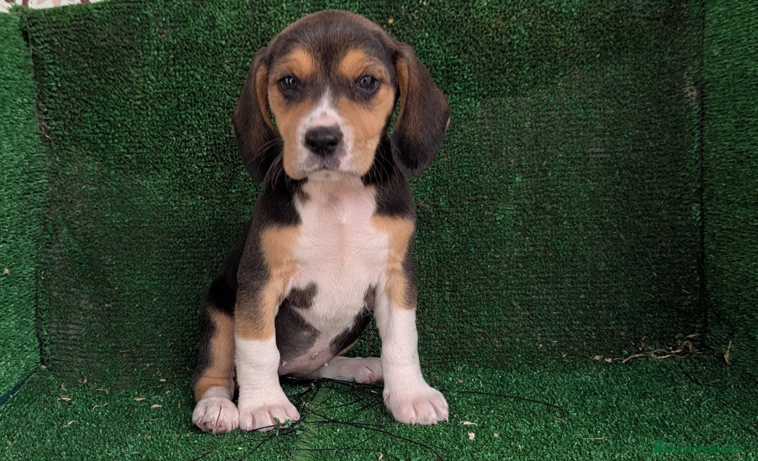 Beagle perros en venta: Beagle - Anuncio 5
