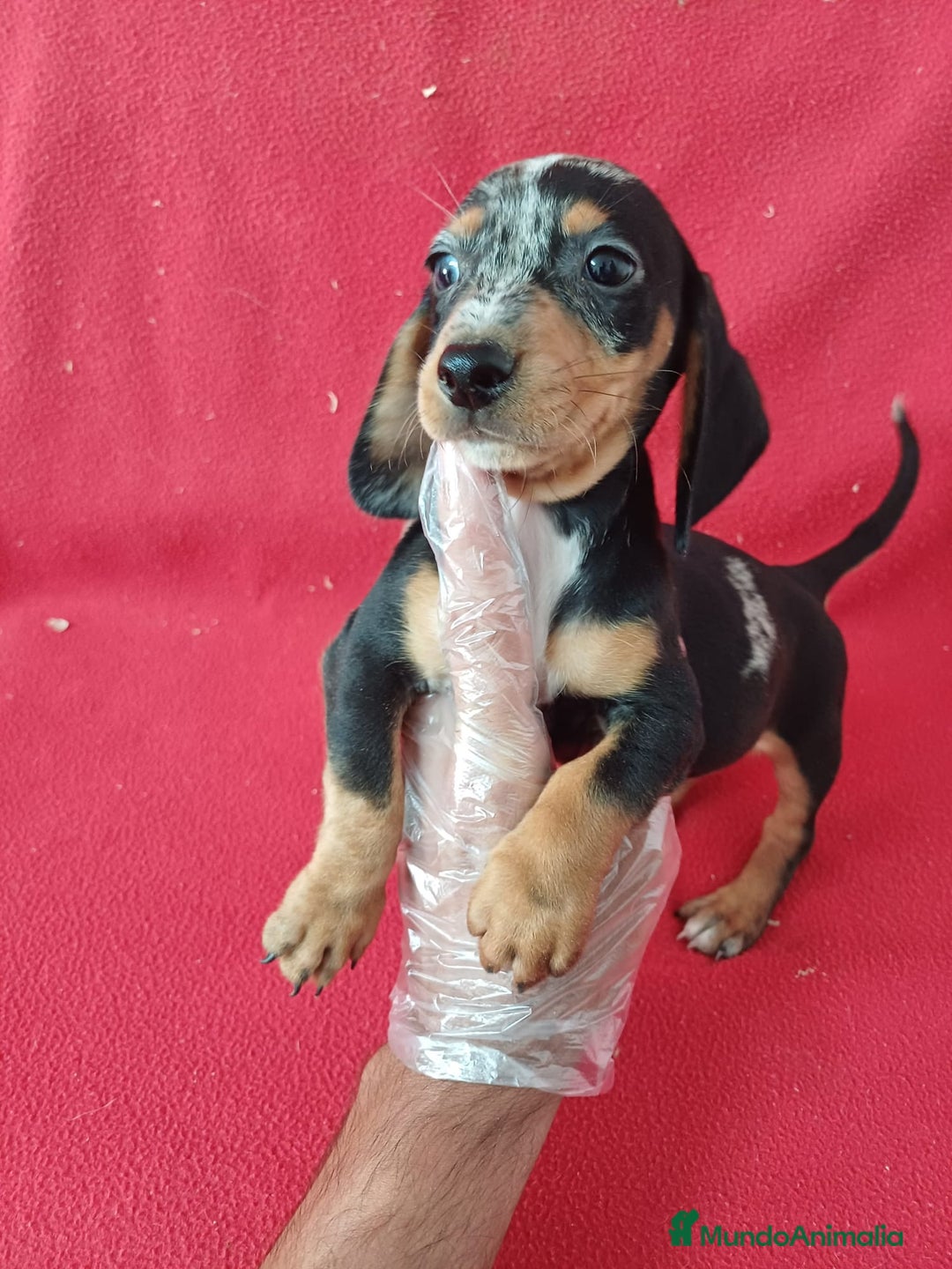 Teckel Miniatura perros en venta: Teckel Arlequin Miniatura  - Anuncio 2