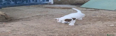 Jack Russell Terrier 1
