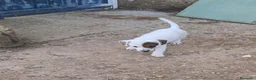 Jack Russell Terrier perros en venta: Jack russell  - Anuncio 2