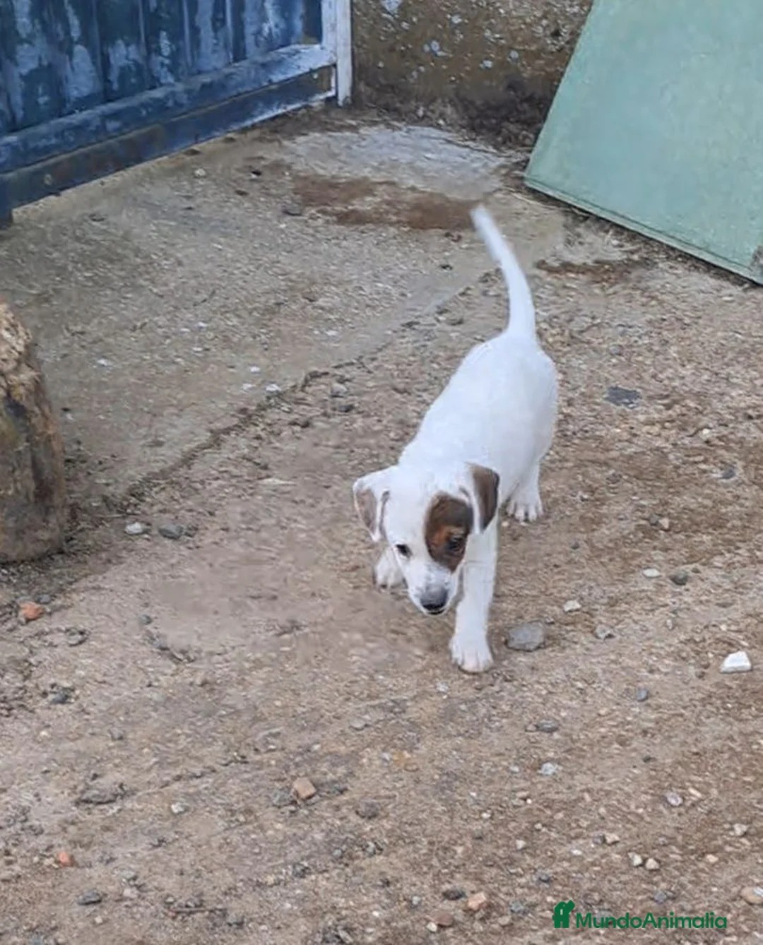 Jack Russell Terrier perros en venta: Jack russell  - Anuncio 2