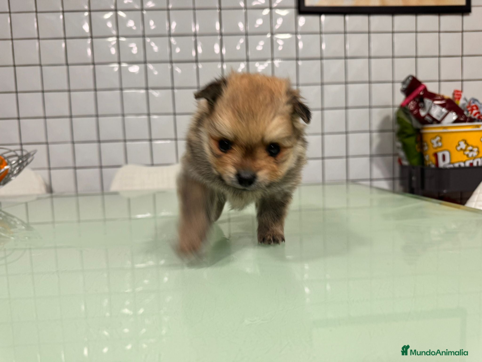 Pomerania perros Pomerania toy hembra sable preciosa  - Anuncio 2