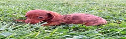 Teckel Miniatura perros en venta: Teckel Kaninchen Merle chocolate - Anuncio 5