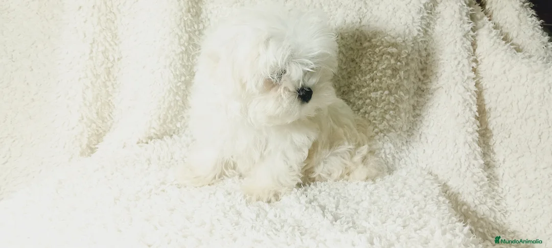 Bichón Maltés perros en venta: ‼️‼️PRECIOSA CAMADA DE BICHÓN MALTES COREANO TOY - Anuncio 1