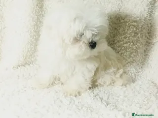 Bichón Maltés perros ‼️‼️PRECIOSA CAMADA DE BICHÓN MALTES COREANO TOY - Anuncio 3