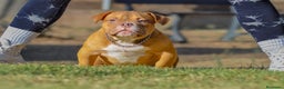 American Bully perros en venta: American Bully Red sable 8 meses  - Anuncio 1