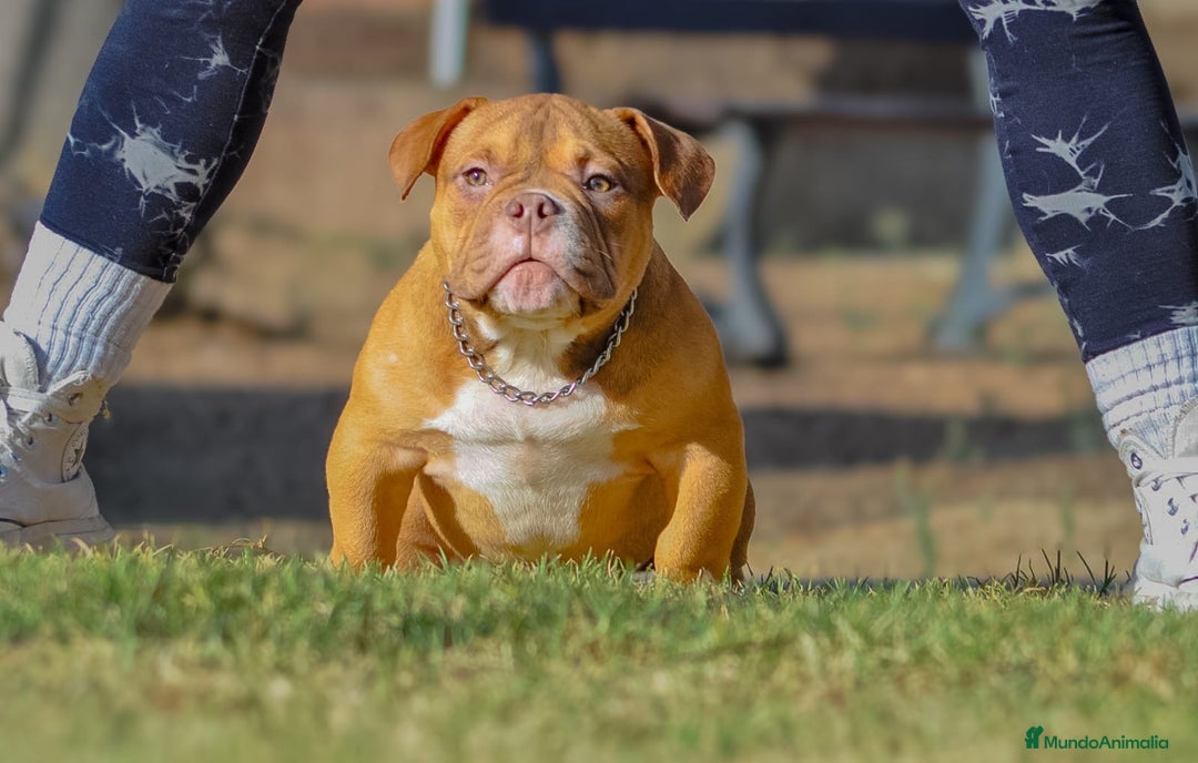 American Bully perros en venta: American Bully Red sable 8 meses  - Anuncio 1