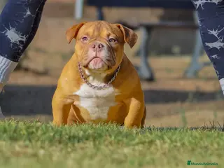 American Bully perros American Bully Red sable 8 meses - Anuncio 3